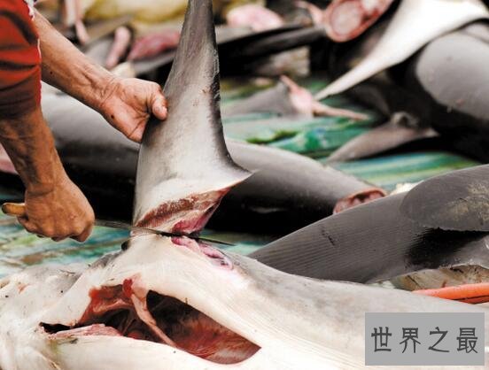 中国四大海味，鲍/翅/肚/参(有钱人才吃得起的)