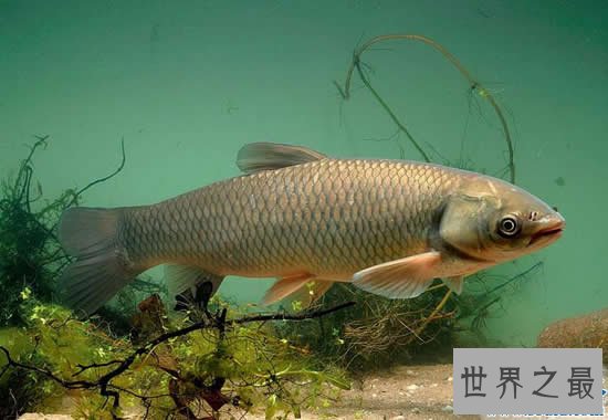 我国四大家鱼：青鱼/草鱼/鲢鱼/鳙鱼(没有鲤鱼)