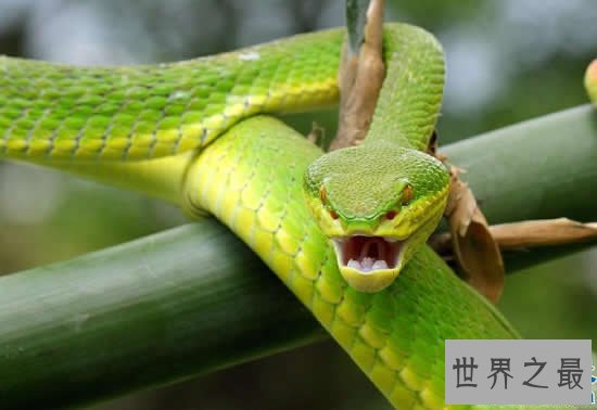 中国十大毒蛇排名,看见这些蛇就赶紧跑