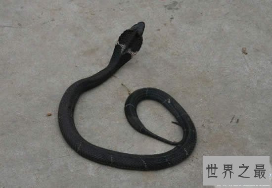 中国十大毒蛇排名,看见这些蛇就赶紧跑