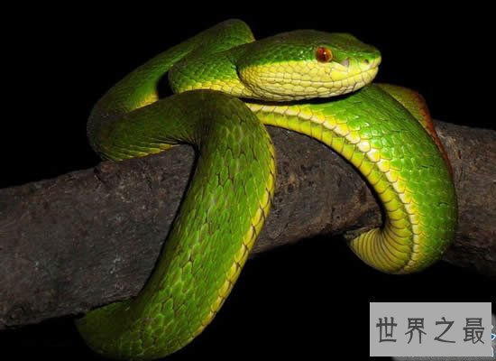 中国十大毒蛇排名,看见这些蛇就赶紧跑