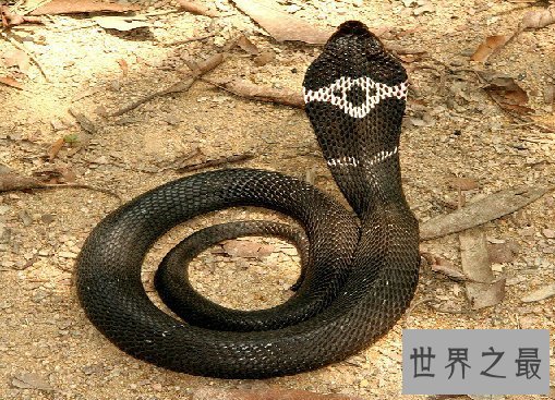 中国十大毒蛇排名,看见这些蛇就赶紧跑