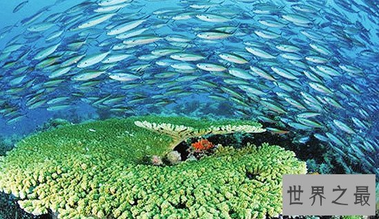 中国四大渔场，舟山/渤海湾/南海/北部湾