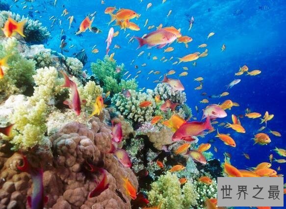 中国四大渔场，舟山/渤海湾/南海/北部湾