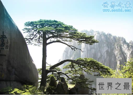中国十大名树,必须参观膜拜(图)