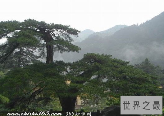 中国十大名树,必须参观膜拜(图)