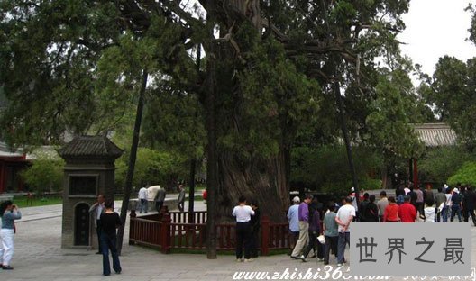 中国十大名树,必须参观膜拜(图)