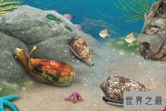 世界上毒性最强的螺,可以杀死10个人