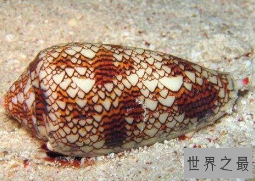 世界上毒性最强的螺,可以杀死10个人