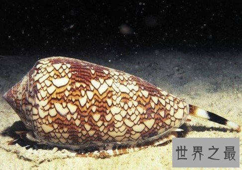 世界上毒性最强的螺,可以杀死10个人