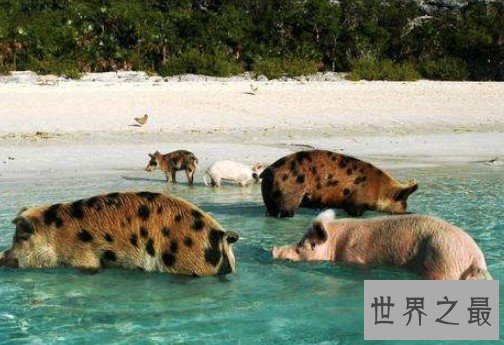 全球唯一被猪占领的岛,靠卖萌赚钱