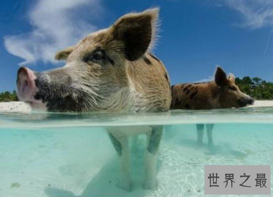 全球唯一被猪占领的岛,靠卖萌赚钱