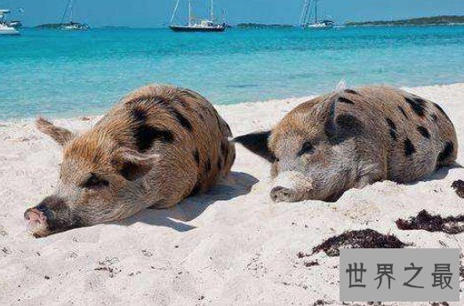 全球唯一被猪占领的岛,靠卖萌赚钱