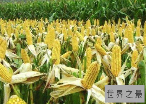 世界上生产玉米最多的国家,年产量可达到10.75亿吨