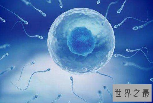 人体最大的细胞,直径足足有200微米