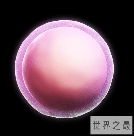 人体最大的细胞,直径足足有200微米
