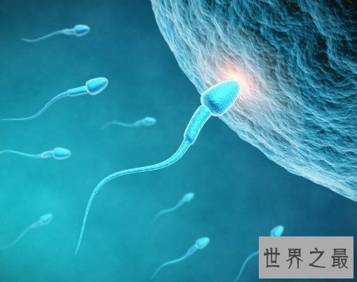 人体最大的细胞,直径足足有200微米