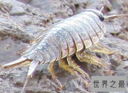 世界最有价值的蟑螂,营养价值是非常的高
