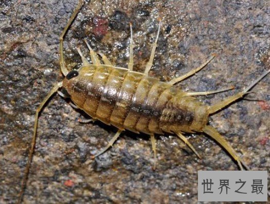 世界最有价值的蟑螂,营养价值是非常的高