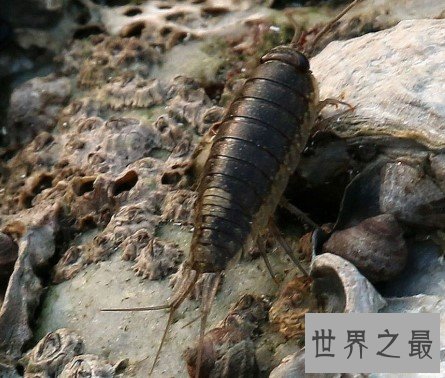 世界最有价值的蟑螂,营养价值是非常的高