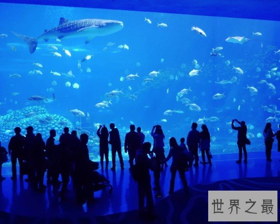 世界最大的海洋公园,拥有五个最大!