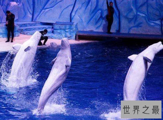 世界最大的海洋公园,拥有五个最大!