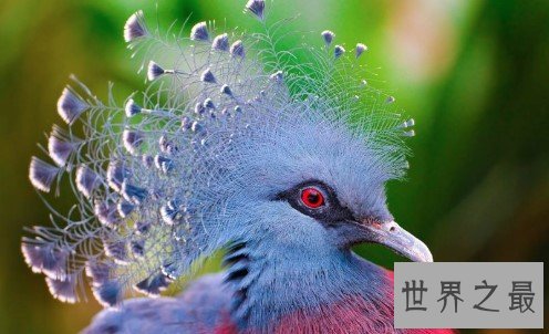 世界上最漂亮的鸠,凤冠好似孔雀开屏