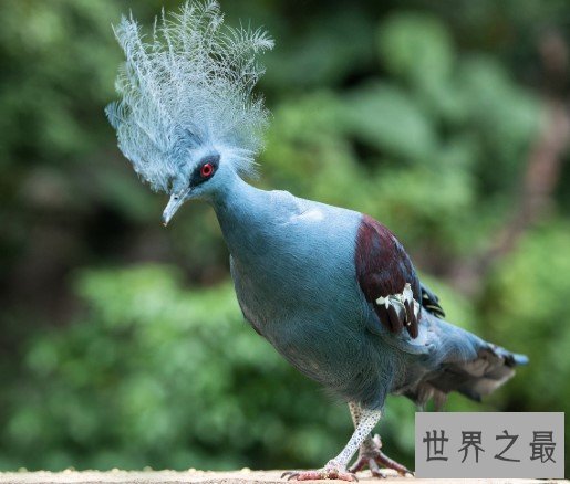 世界上最漂亮的鸠,凤冠好似孔雀开屏
