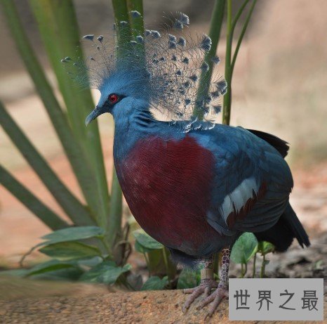 世界上最漂亮的鸠,凤冠好似孔雀开屏