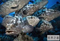 世界上最古老的鱼类，生存了4亿年的腔棘鱼