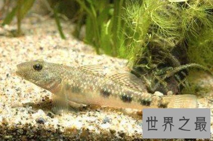 世界上死亡最快的鱼,,大约只有一年寿命