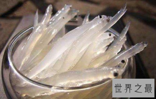 世界上死亡最快的鱼,,大约只有一年寿命