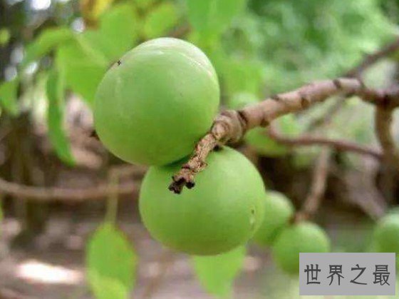 世界上最毒的植物,手一碰就可能致人死亡