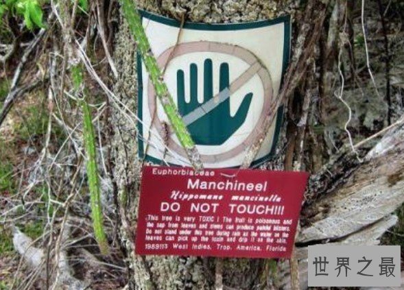 世界上最毒的植物,手一碰就可能致人死亡