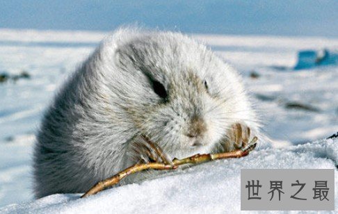 世界上繁殖率最快的动物,一年最多能繁殖1647086只
