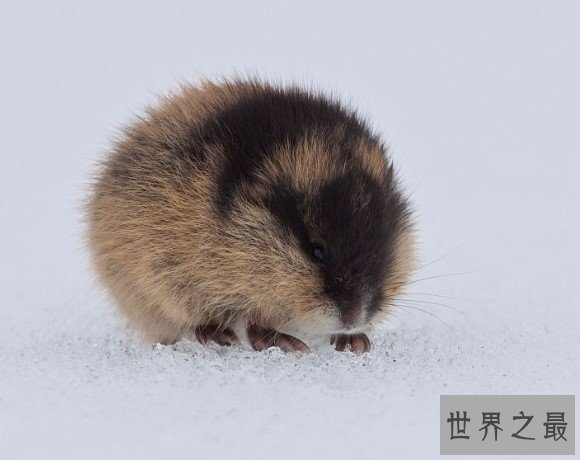 世界上繁殖率最快的动物,一年最多能繁殖1647086只
