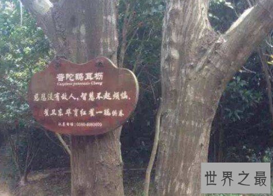 世界上仅剩的一株古刹,被列为国家重点保护植物