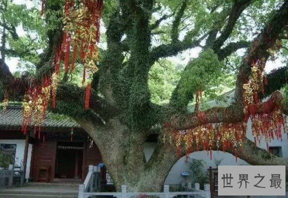 世界上仅剩的一株古刹,被列为国家重点保护植物