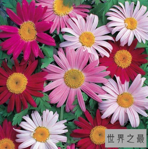 世界上最著名的灭虫花朵,天然的杀虫剂