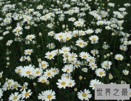 世界上最著名的灭虫花朵,天然的杀虫剂