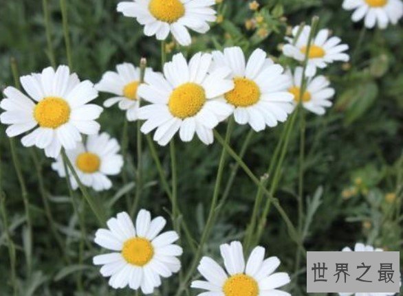 世界上最著名的灭虫花朵,天然的杀虫剂