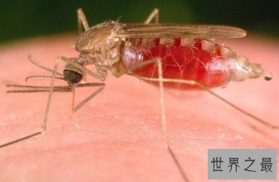 世界上第一只转基因蚊子,使它们无法传播疟疾