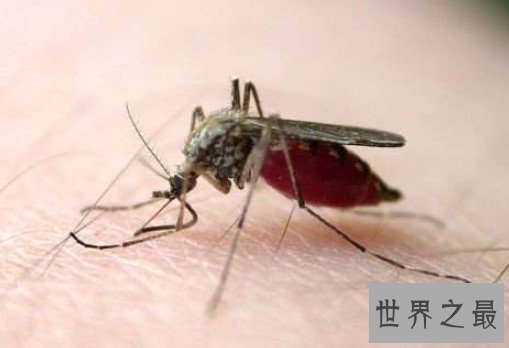 世界上第一只转基因蚊子,使它们无法传播疟疾