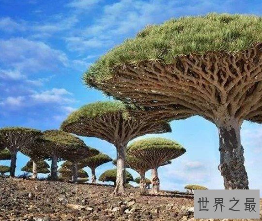 世界上最轻的木材,每立方厘米只有克重