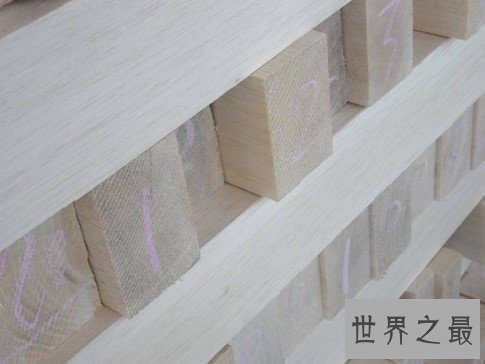 世界上最轻的木材,每立方厘米只有克重