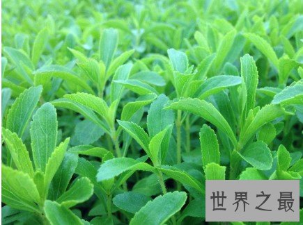 世界上最甜的植物,被人们称为活糖精