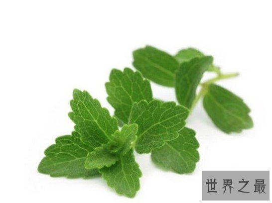 世界上最甜的植物,被人们称为活糖精