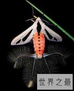 世界上最可怕的昆虫,四肢触角全是毛,宛如铁钩