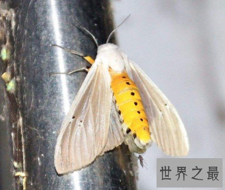 世界上最可怕的昆虫,四肢触角全是毛,宛如铁钩