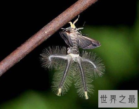 世界上最可怕的昆虫,四肢触角全是毛,宛如铁钩